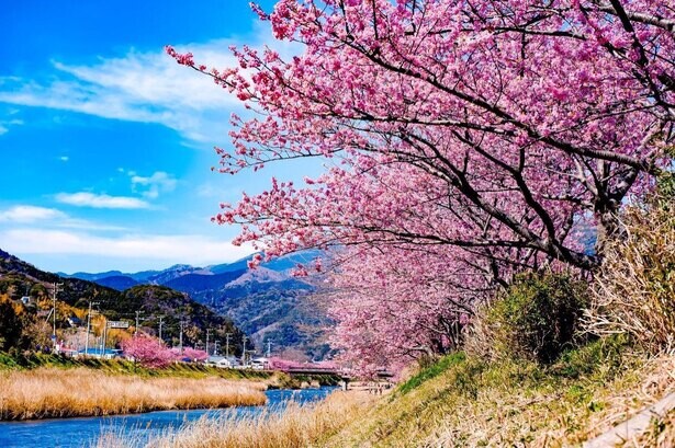 早咲き桜「河津桜」の名所・河津町の「河津桜まつり」が中止決定。新型コロナ拡大受け
