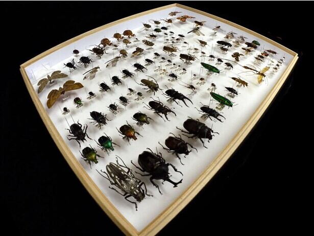 自然に関する標本を募集し展示、和歌山県海南市の和歌山県立自然博物館で「標本作品展」開催