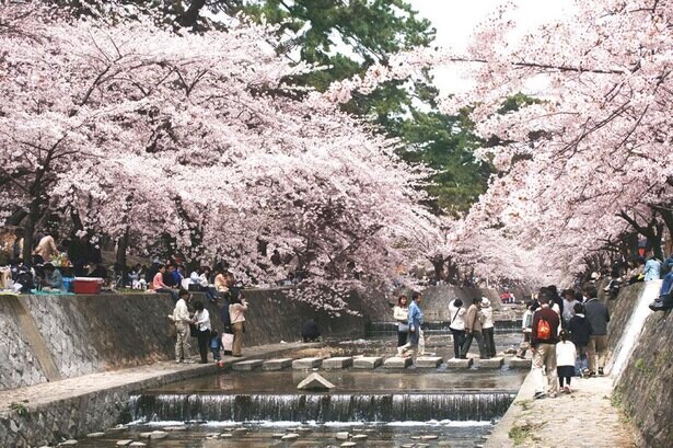 桜が楽しめる全国の人気公園10選！人と距離を取りながら桜を満喫