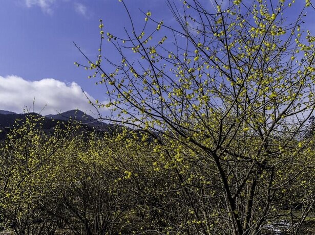 国内で唯一蝋梅の基本種も観賞できる、栃木県鹿沼市の「上永野 蝋梅の里」が3月中旬までオープン