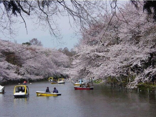 東京都の花見が楽しめるおすすめ公園10選！距離に気を付けて桜を満喫