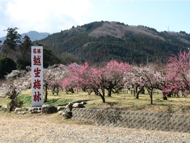 関東屈指の梅の名所、埼玉県の越生梅林で「令和3年越生梅林梅まつり」が開催中