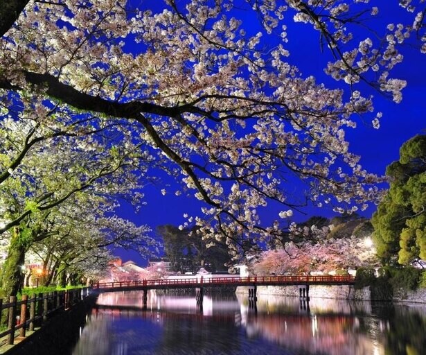 神奈川県で桜が楽しめる人気の公園10選！広い敷地で春の絶景を楽しもう
