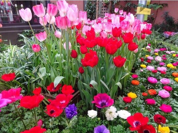 チューリップと春の花々がコラボ、富山県砺波市で「季節を彩る花々～早春～」が開催中