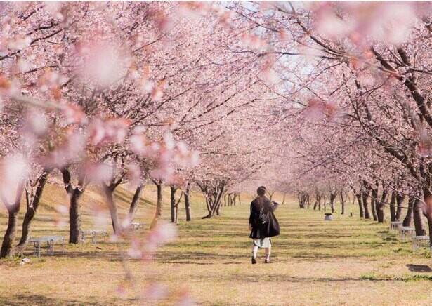 埼玉で桜が楽しめる人気の公園10選！落ち着いた場所で春を感じよう