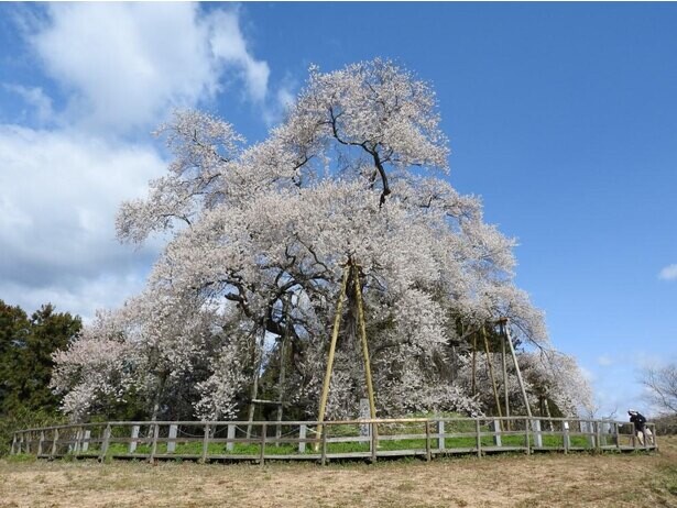 樹齢600年を超えるエドヒガンザクラ、福島県東矢祭町「戸津辺の桜」の見頃は？
