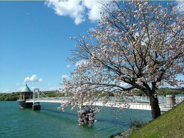 所沢で一番の桜のスポット、埼玉県所沢市の狭山湖周辺の桜の見頃は？