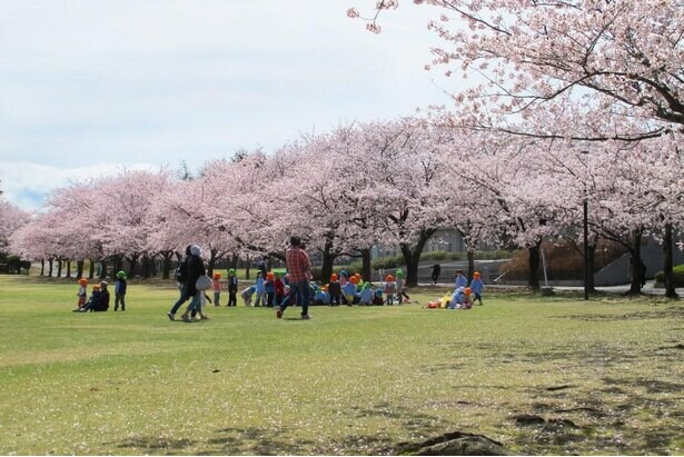 芝生の上で花見ができる、石川県加賀市「加賀市中央公園」の桜の見頃は？