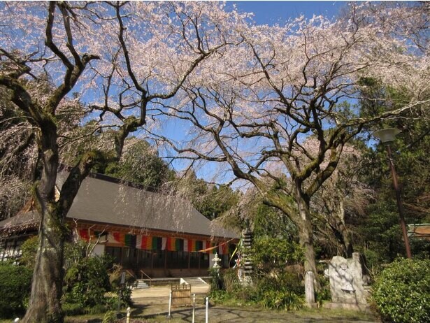 水戸黄門ゆかりの桜の子孫が残る、茨城県東茨城郡城里町の小松寺のしだれ桜の見頃は？