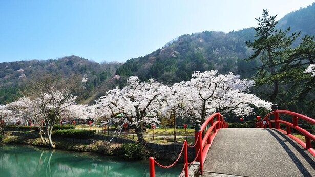 種類豊富な桜が楽しめる、富山県砺波市「庄川水記念公園」の桜の見頃は？