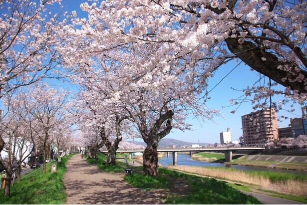 約2.2キロ続く桜並木は圧巻、福井県福井市の足羽川桜並木が見頃