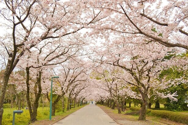 「日本さくら名所100選」にも選ばれた桜の名所、高知県香美市の鏡野公園の桜の見頃は？