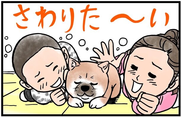 柴犬小春ちゃんの正式名は「駒の小春号」！4コマ漫画の配信がスタート