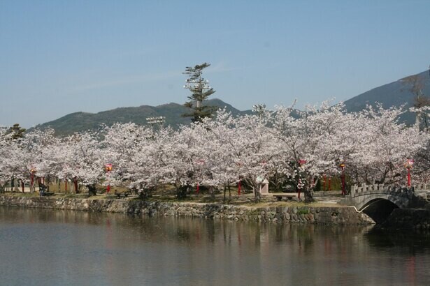 歴史ある公園で桜を満喫、佐賀県小城市にある小城公園の桜がの見頃は？