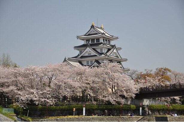 秀吉由来の城と桜の見事な絶景、岐阜県大垣市の墨俣一夜城・犀川堤の桜の見頃はいつ？