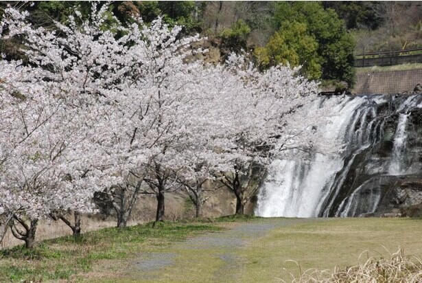 滝を風景にお花見を楽しめる、栃木県那須烏山市「龍門の滝」の桜の見頃は？