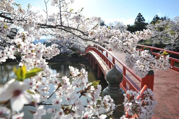 相馬随一の桜の名所、福島県相馬市の涼ヶ岡八幡神社の桜の見頃はいつ？
