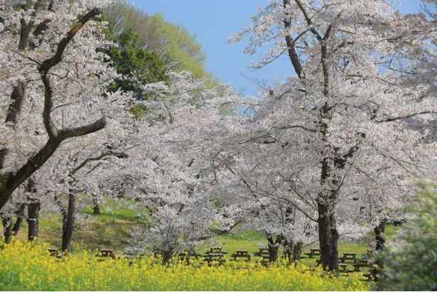 桜と色とりどりの花の共演 埼玉県滑川町の国営武蔵丘陵森林公園の桜の見頃はいつ コラム 緑のgoo