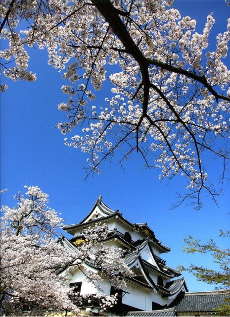 天守閣をバックに咲き誇る桜は必見！滋賀県彦根市の国宝・彦根城の桜が見頃は？