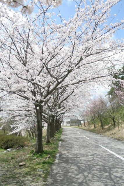 長期間にわたって桜を楽しめる、石川県宝達志水町の白虎山公園の桜の見頃はいつ？