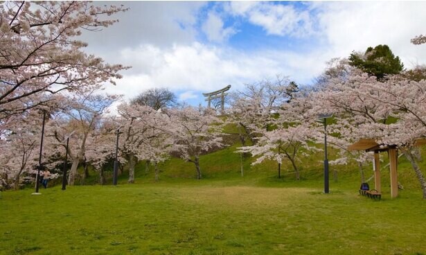 江戸時代から知られる桜の名所、宮城県石巻市の日和山公園の桜の見頃はいつ？