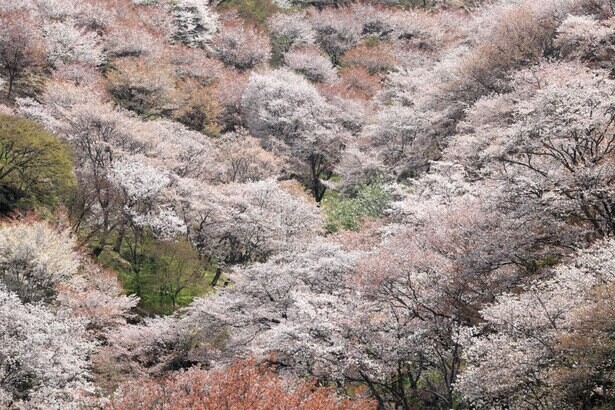 “一目千本”の絶景、奈良県吉野町の吉野山の桜はいつが見頃？