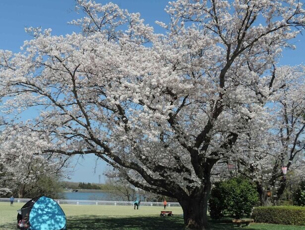 ゴーカートに乗って桜のトンネルを走ろう、千葉県市原市の「千葉こどもの国KidsDom」の桜の見頃はいつ？