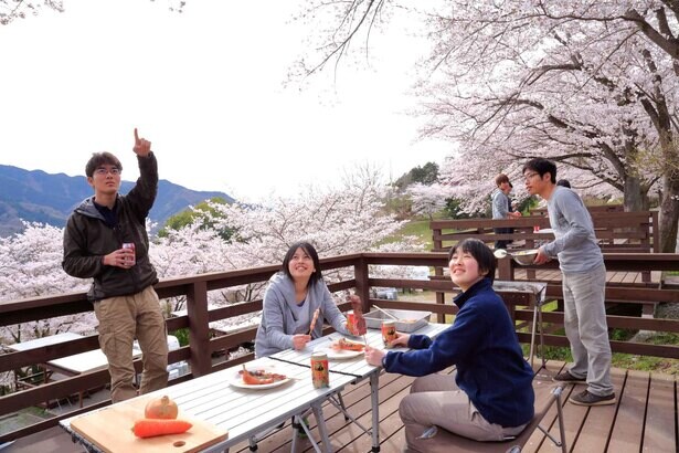 100万枚の桜吹雪、神奈川県相模原市のさがみ湖リゾートプレジャーフォレストで「さがみ湖桜まつり」が開催