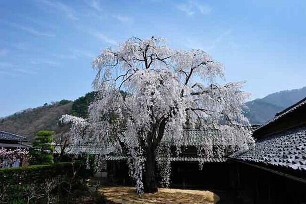 樹齢200年の桜、長野県須坂市の豪商の館 田中本家博物館の桜の見頃はいつ？