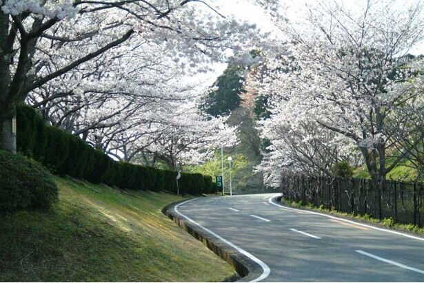 春爛漫、静岡県掛川市のつま恋リゾート彩の郷で桜が見頃