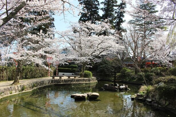 日本のさくら名所100選にも選ばれた山陰随一の名所、鳥取県倉吉市の打吹公園の桜はいつが見頃？