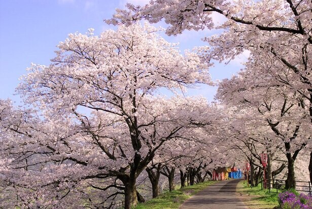 2キロにわたる桜並木、島根県雲南市の斐伊川堤防桜並木の見頃はいつ？