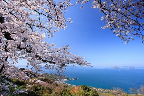 瀬戸内海の多島美と桜が同時に楽しめる、香川県三豊市の紫雲出山の桜はいつが見頃？