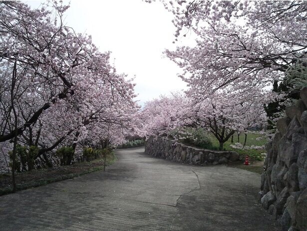 8000本超えの桜は圧巻、徳島県美馬市の八百萬神之御殿の桜はいつが見頃？