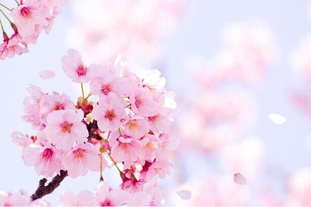 2021年の桜、広島で開花発表　広島から開花スタートは観測史上初