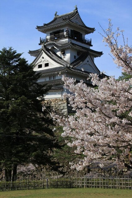 日本100名城と桜のコラボレーション！高知県高知市の高知公園の桜はいつが見頃？