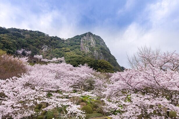 九州最大級の夜桜に注目、佐賀県武雄市の御船山楽園の桜はいつが見頃？