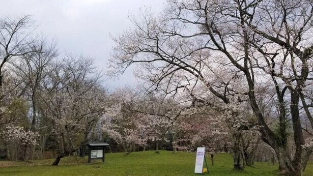 多種多様な桜が咲き誇る、岩手県遠野市の鍋倉公園の桜の見頃は？