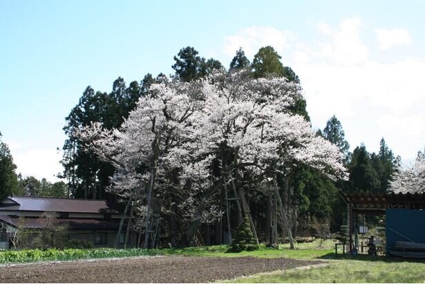 個人宅の桜としては国内最大級の大きさ、山形県長井市の草岡の大明神ザクラの見頃は？