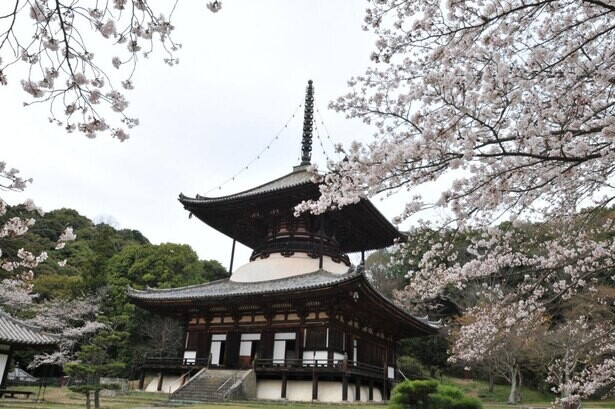 歴史的建造物と桜の調和した景色、和歌山県岩出市の根來寺の桜の見頃はいつ？