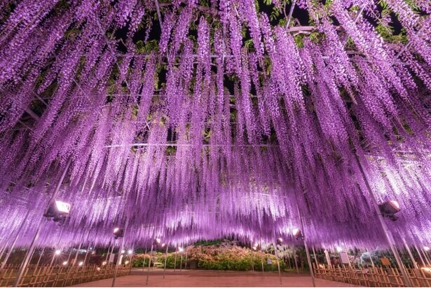 樹齢150年を超える大藤は圧巻の見応え、栃木県足利市で「ふじのはな物語～大藤まつり2021～」が開催中