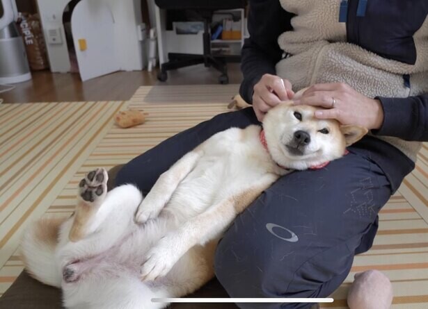 気持ちよすぎて足がビヨヨーン 柴犬小春ちゃんの 耳かきダンス がかわいい コラム 緑のgoo