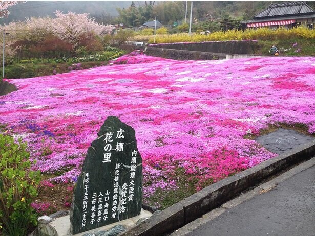 花の絨毯のような絶景が広がる、徳島県美馬市の広棚地区の芝桜はいつが見頃？