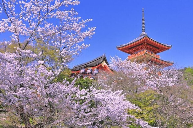京都の絶景“桜スポット”14選！春の京都を楽しみ尽くそう