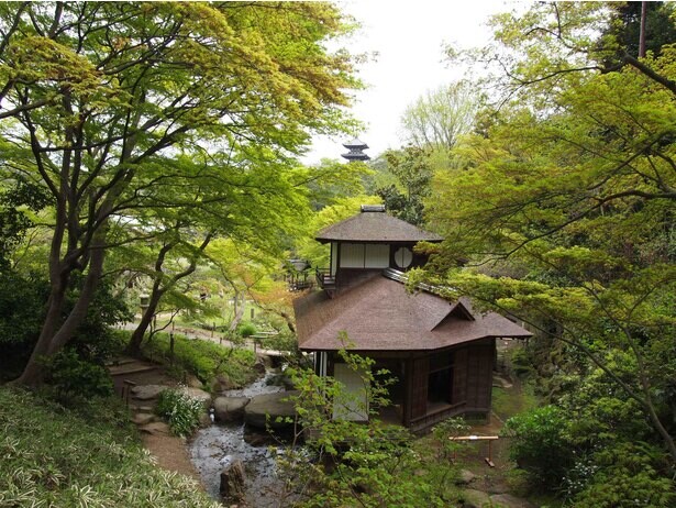 新緑の庭園を鑑賞、神奈川県横浜市の三溪園で「新緑の遊歩道開放」が開催中