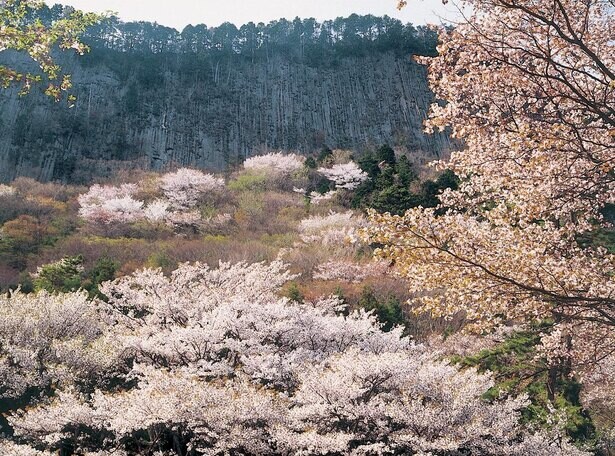 照らし出された山桜と岩肌の幻想的な景色、奈良県曽爾村の屏風岩公苑で桜のライトアップを実施