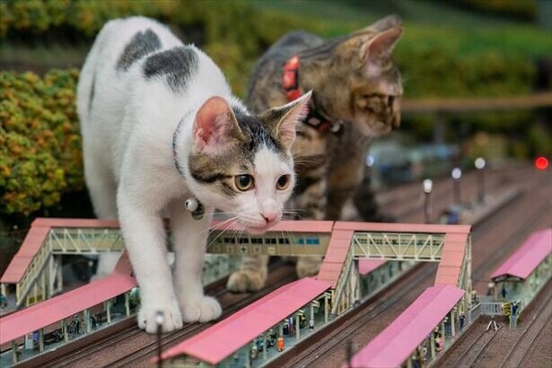ジオラマの上で遊ぶ猫たちが呼び水 コロナ禍で窮地の店を救った保護猫との不思議な出会い コラム 緑のgoo
