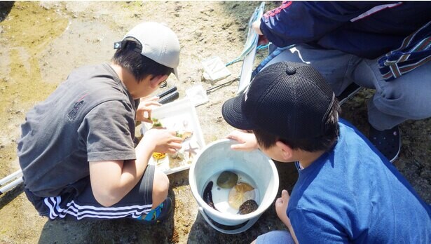磯に棲む生き物について学ぼう、和歌山県白浜町の京都大学白浜水族館で「磯採集体験」開催