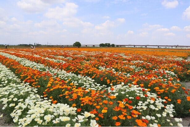 日本一広いポピー畑が見どころ、埼玉県鴻巣市で「第11回こうのす花まつり」が開催