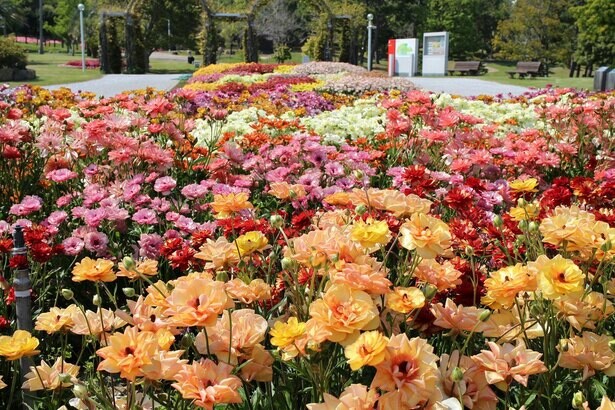 春の花々が咲き誇る、兵庫県淡路市の淡路島国営明石海峡公園で「春のカーニバル」開催